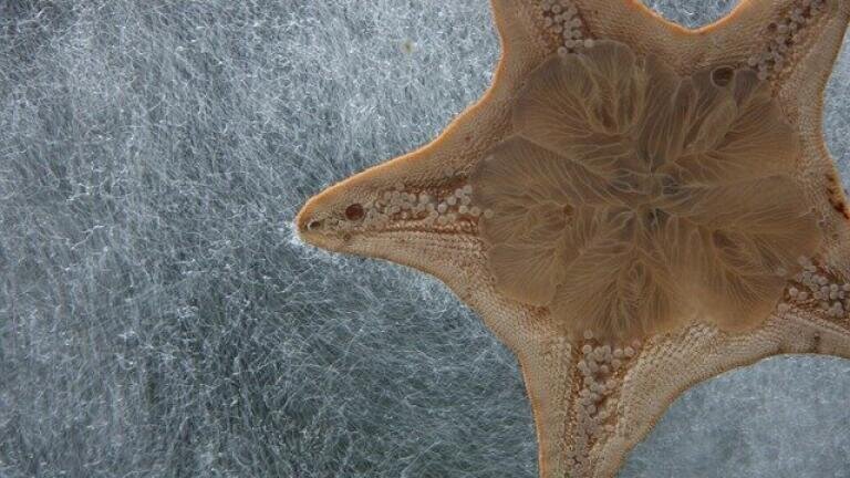 How Did Japanese Species End Up in US Waters?